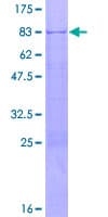 Human BAF60C / SMARCD3 Protein (Recombinant GST)