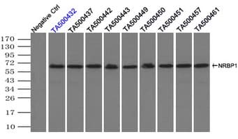 NRBP1 / NRBP Antibody (clone OTI2H1)