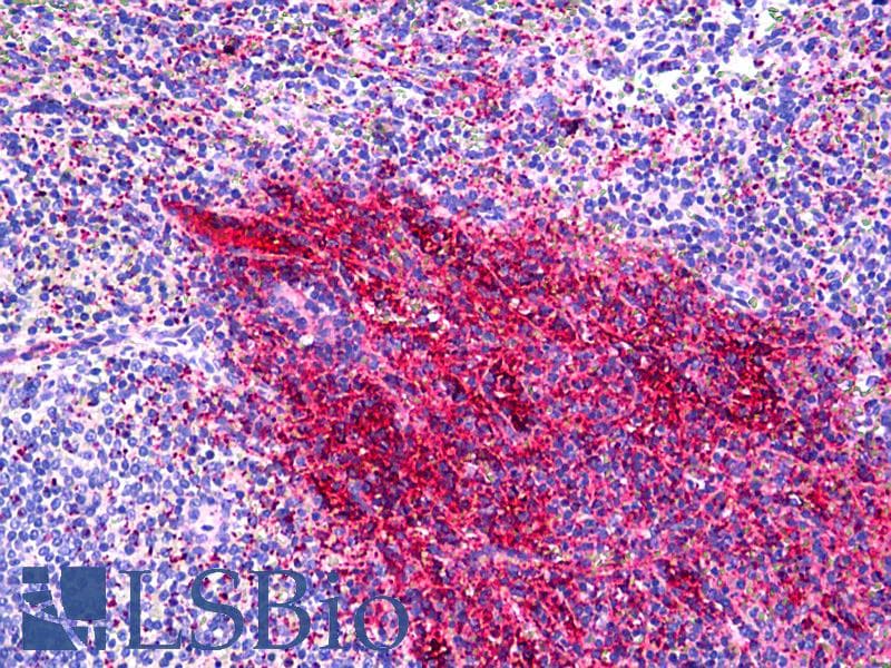 Fibrinogen Antibody