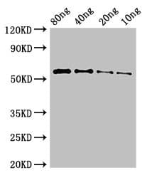 Polyclonal Rabbit anti-Human Fibrocystin / PKHD1 Antibody (IF)