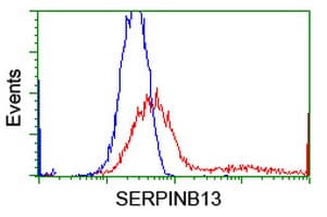 SERPINB13 / HUR7 Antibody (clone OTI2F5)