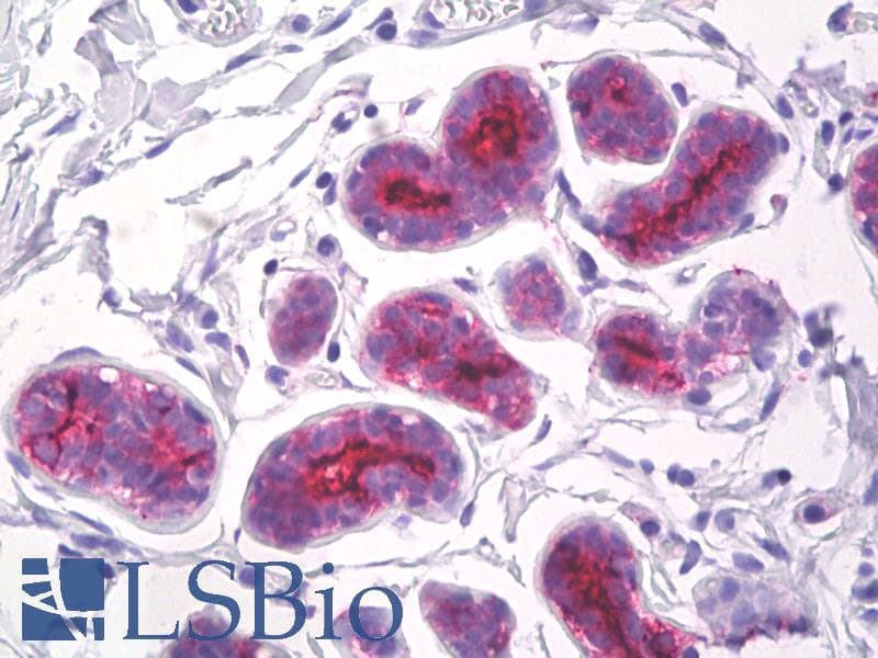 IHC-plus™ EMA / MUC1 Antibody (clone 214D4)