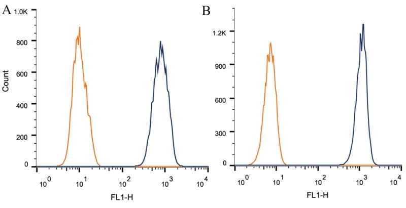 Monoclonal Mouse anti-Human CALR / Calreticulin Antibody (clone 1G6A7, aa405-417, IHC, IF, WB)