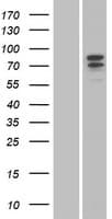 CSF3R / CD114 Protein (Over-Expression Lysate Myc-DDK (Flag))