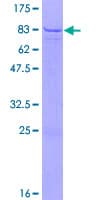 Human PDIA5 / PDIR Protein (Recombinant GST)