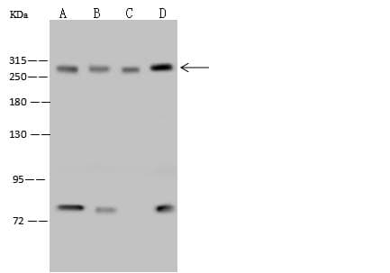 CHD4 Antibody