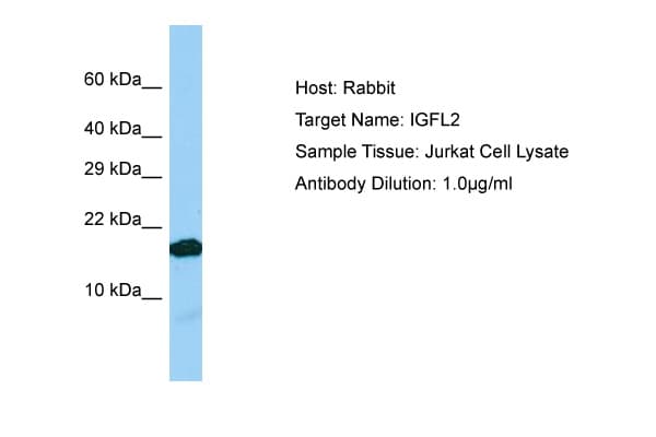 IGFL2 Antibody (C-Terminus)