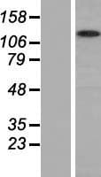 MYO1G / HA2 Protein (Over-Expression Lysate Myc-DDK (Flag))