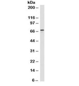 ZAP70 Antibody (clone 2F3.2, Azide-free, BSA-free)