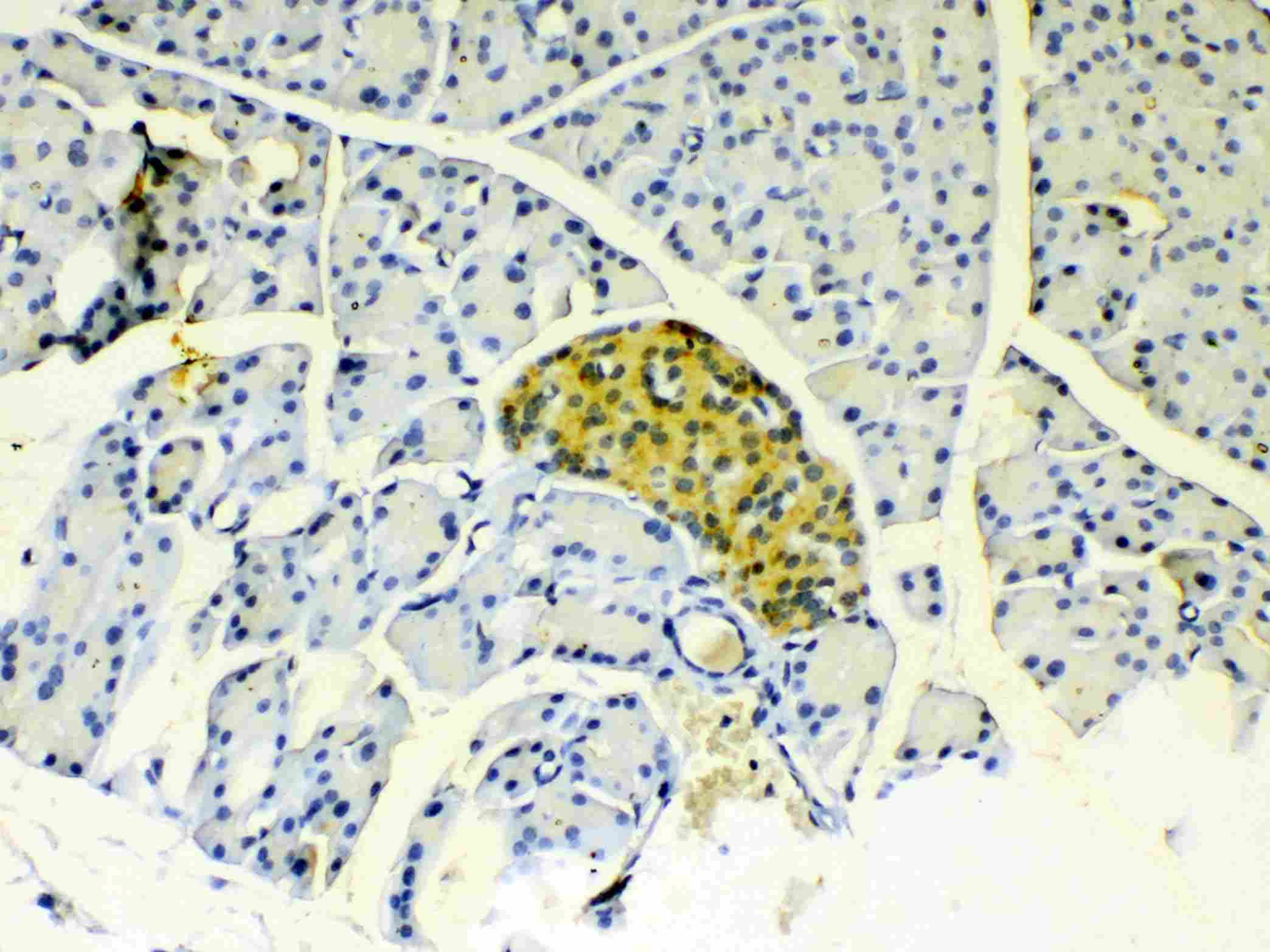 IGFBP1 Antibody