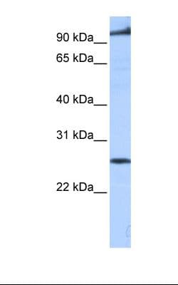 DPPL1 / PPAPDC1B Antibody (aa108-157)