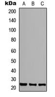 FGF4 Antibody (C-Terminus)