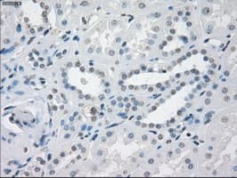 CD32A Antibody (clone OTI20D1)