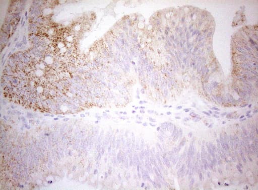 DECR1 Antibody (clone OTI8F11)
