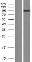 LIN41 / TRIM71 Protein (Over-Expression Lysate Myc-DDK (Flag))