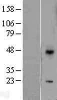 DUSP10 / MKP5 Protein (Over-Expression Lysate Myc-DDK (Flag))