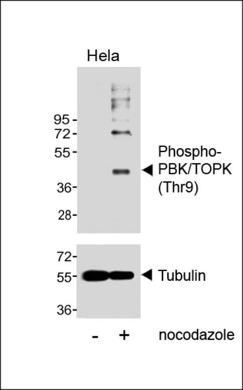 PBK / TOPK Antibody (phospho-Thr9)