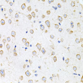 PK2 / PROK2 Antibody
