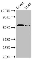 CCZ1 / CGI-43 Antibody