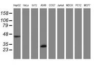IF3mt / MTIF3 Antibody (clone OTI3E10)
