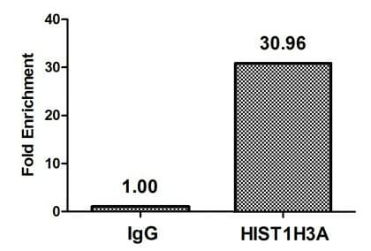 HIST1H3A Antibody
