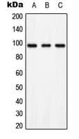 Polyclonal Rabbit anti-Human AXL Antibody (phospho-Tyr697, WB)