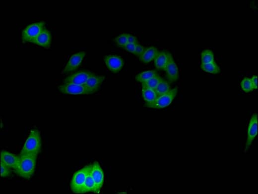 Polyclonal Rabbit anti-Human CNKSR3 Antibody (IF)