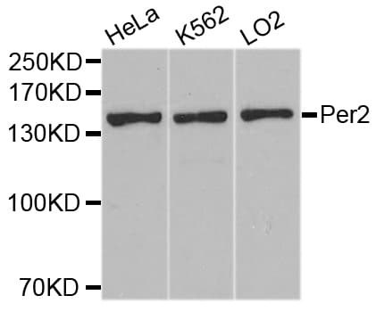PER2 Antibody