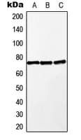 MAP3K2 / MEKK2 Antibody (Internal)