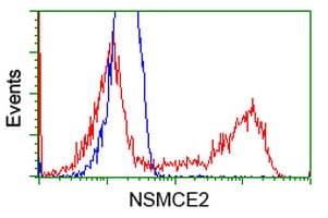 MMS21 / NSMCE2 Antibody (clone OTI3C10)