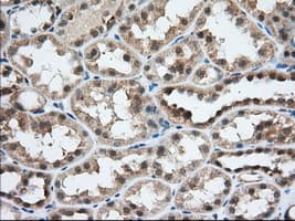 USP5 Antibody (clone OTI2F5)