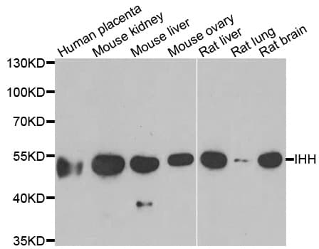 IHH Antibody
