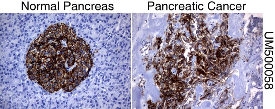 SLC7A8 / LAT2 Antibody (clone UMAB70)