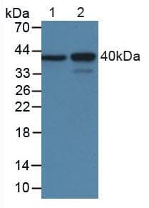 MBP / Myelin Basic Protein Antibody (Biotin)