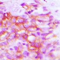 DCT / Dopachrome Tautomerase Antibody (Internal)