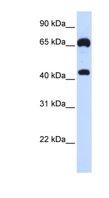 GUCY1B3 Antibody (aa180-229)