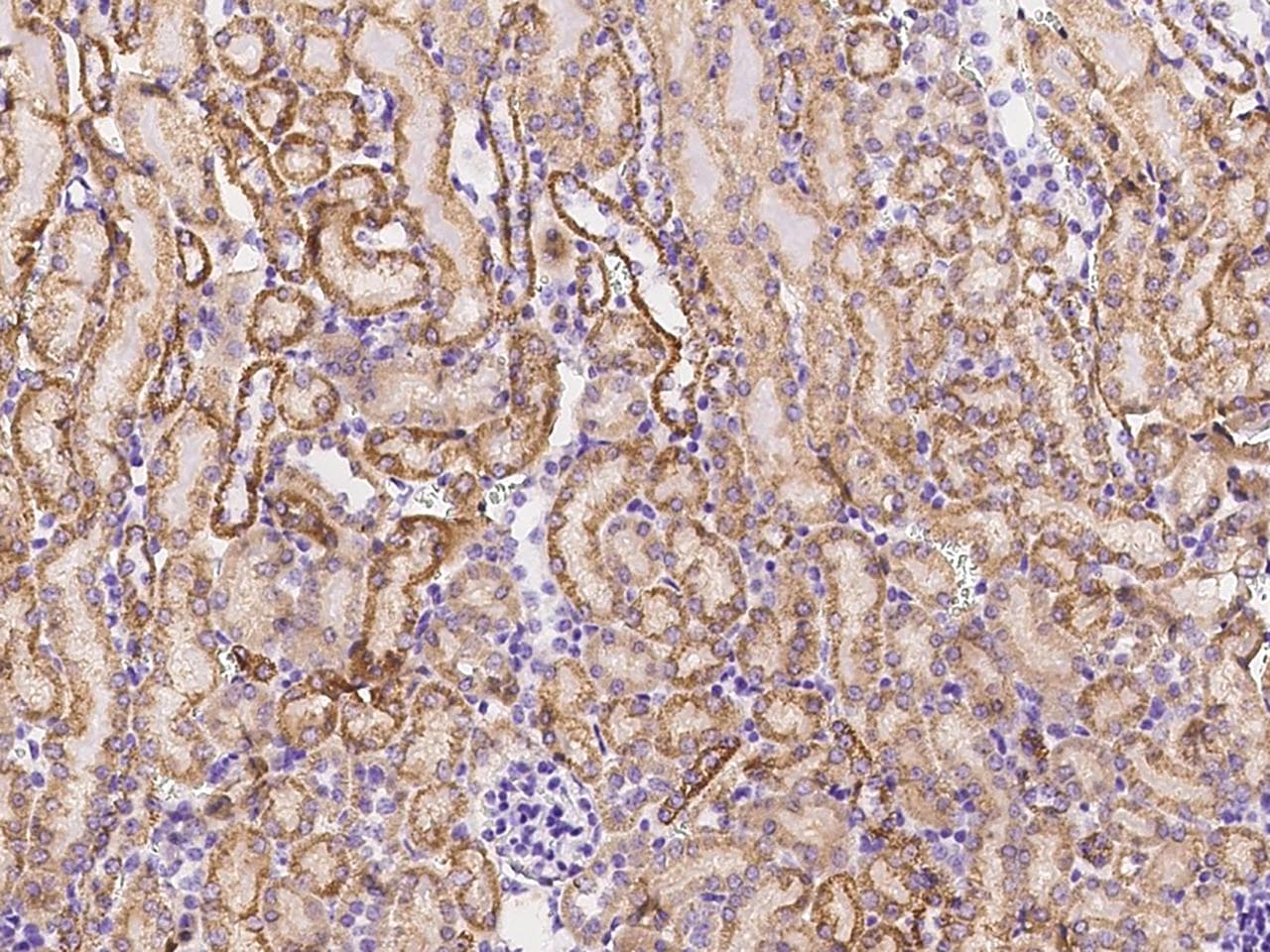 NNT Antibody