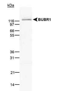 BUB1B / BubR1 Antibody (N-Terminus, clone 8G1, Biotin)