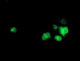 NPTN / SDR1 Antibody (clone OTI2A6)