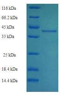 Mouse NQO2 Protein (Recombinant His-SUMO)