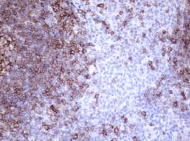 CD20 Antibody (clone 4B4, Carrier-free)