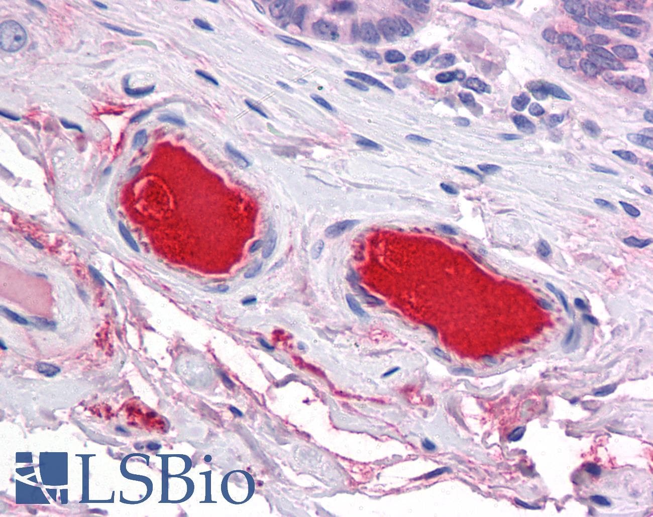 IHC-plus™ Complement C9 Antibody
