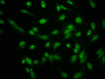 HIST1H1C Antibody