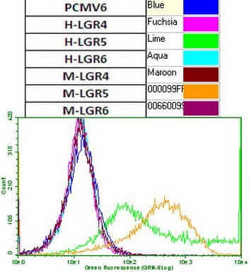Monoclonal Mouse anti-Human GPR49 / LGR5 Antibody (clone UMAB212, Carrier-free, aa22-543, IHC, IF, WB)