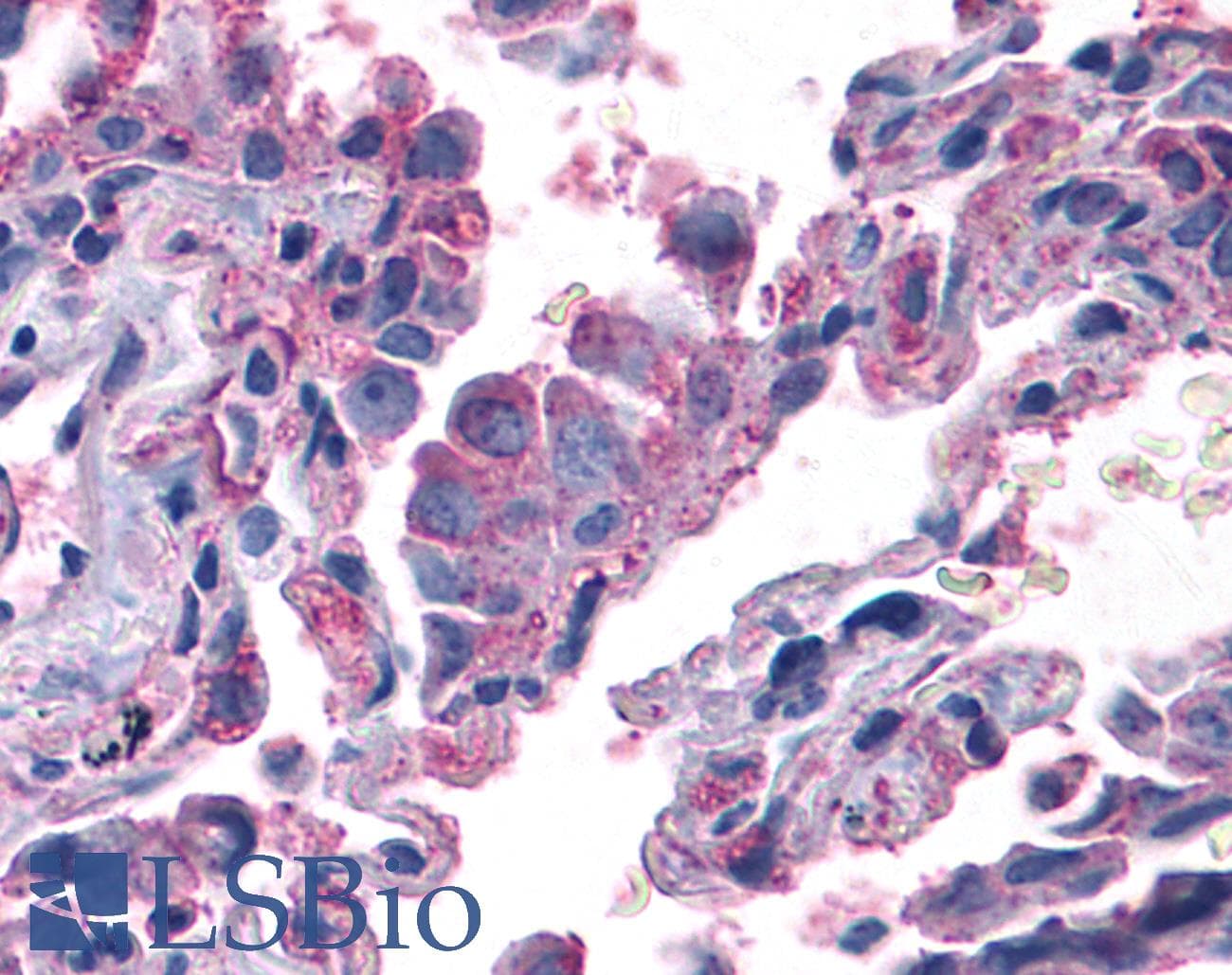 PathPlus™ Polyclonal Rabbit anti-Human MAPK3 / ERK1 Antibody (Internal, IHC)