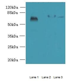 SPERT Antibody