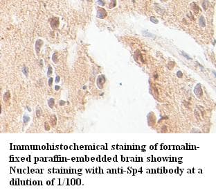 SP4 Antibody