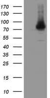 NUB1 Antibody (clone OTI4H2)