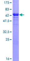 Human MAPK11 / SAPK2 / p38 Beta Protein (Recombinant GST)