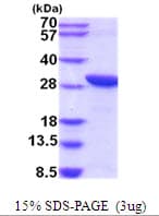 Human C20orf11 / TWA1 Protein (Recombinant His)